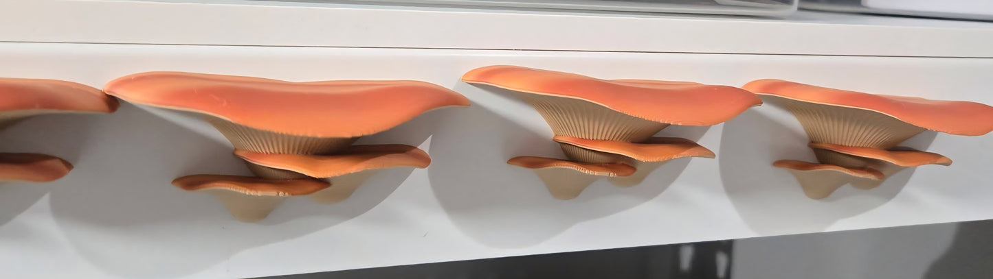 Aimant champignon - Par Flexi