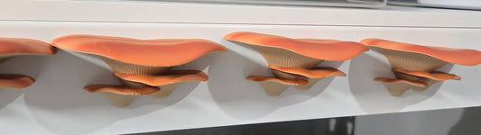 Aimant champignon - Par Flexi